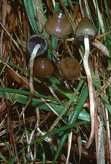 Psilocybe semilanceata